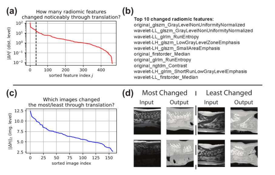 Translation interpretability using radiomic features